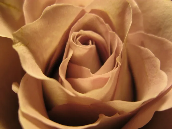 玫瑰绽放，粉红色，玫瑰，开花，关闭，自然