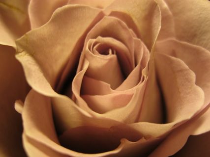 玫瑰绽放，粉红色，玫瑰，开花，关闭，自然