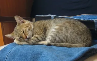 猫，睡眠，蓝色牛仔裤，凯蒂，年轻，动物，国内