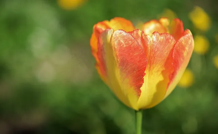 花，植物，开花，自然，花园，黄色