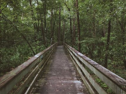 人行道，木板路，森林，木，树木，性质，路径