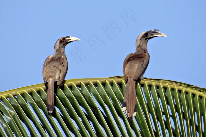 印度灰犀鸟，Ocyceros Birostris，犀鸟