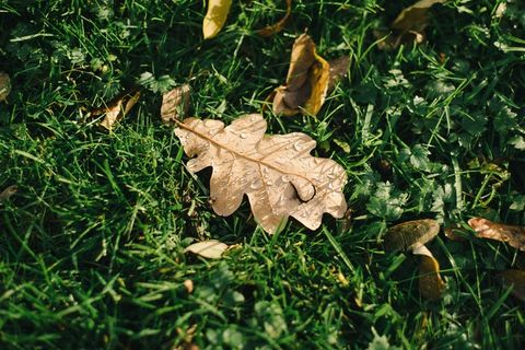 昆虫类,花卉,落叶,树,枯叶蛾,秋天在树上的叶子