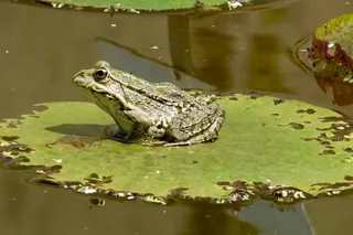 笔筒,刀架,衣夹,砧板,木块,大自然，睡莲，青蛙