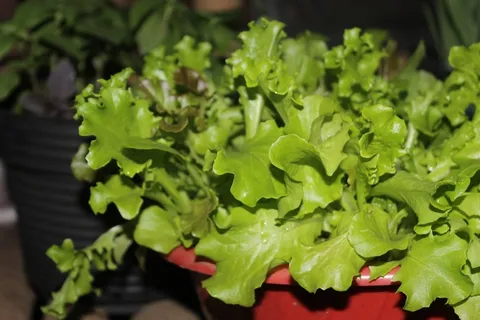 生菜,沙拉,蔬菜,绿色,新鲜,食品,健康 生菜,沙拉,蔬菜,绿色,新鲜,食品,健康