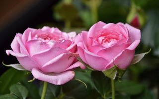 花，植物，自然，玫瑰，粉红色，植物群