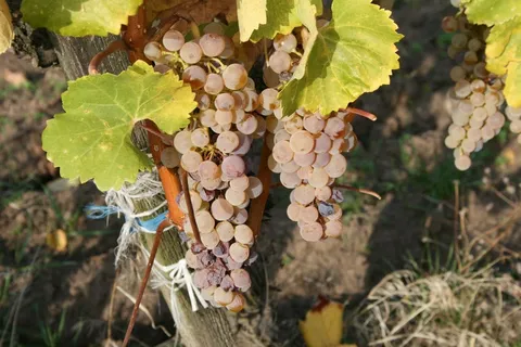 葡萄，水果，自然，白葡萄