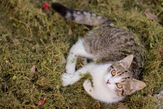 猫，宠物，动物，毛茸茸，可爱，小猫，家养，小猫