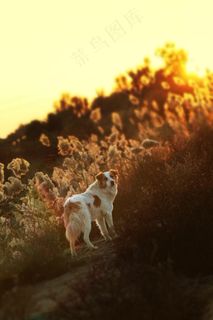 狗，日落，橙色，太阳，家养，牧羊人，景观