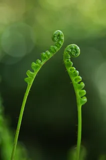 蕨类植物,植物,绿色,佛朗明哥 蕨类植物,植物,绿色,佛朗明哥