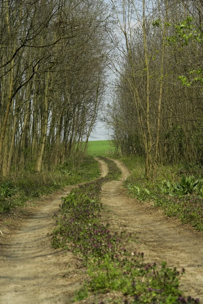 路径，通路，户外，森林，方式，步行，环境
