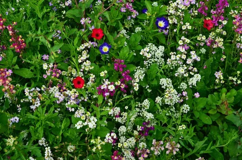 花草甸,野花,野花,草地,盛开 花草甸,野花,野花,草地,盛开
