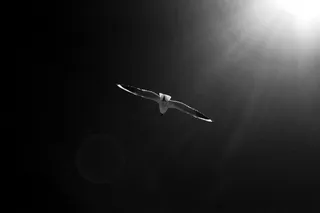 海鸥，鸟，动物，飞行，天空，自然，自由