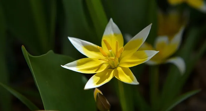 小明星郁金香，明星郁金香，花，开花，盛开