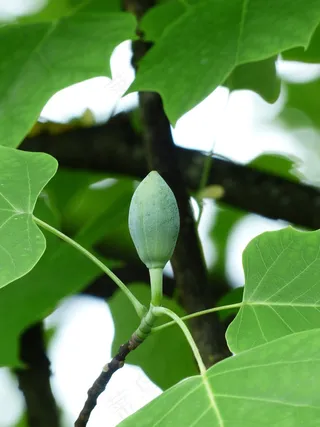 郁金香树，树，芽，上升，增长