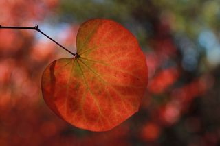 秋天的颜色，叶子，棕色，季节，黄色，绿色