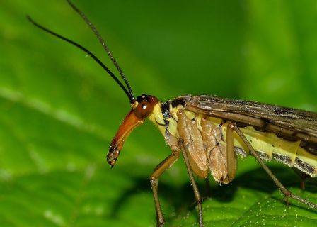 Mecoptera，Panorpa，Communis，昆虫