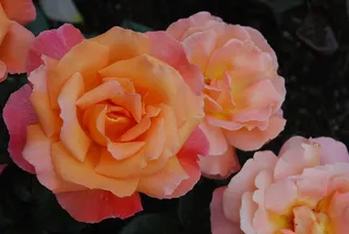 布加勒斯特花园，玫瑰，维多利亚，春天，自然