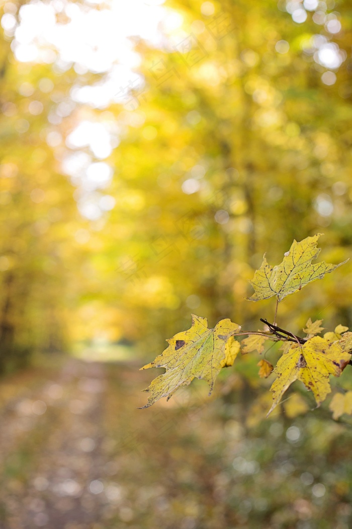 秋，秋天，黄色，季节，叶，叶子，森林