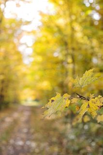 秋，秋天，黄色，季节，叶，叶子，森林