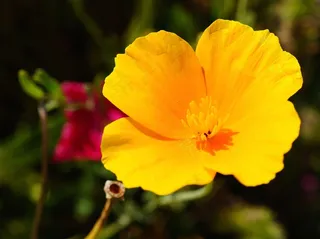 花，开花，黄色，明亮