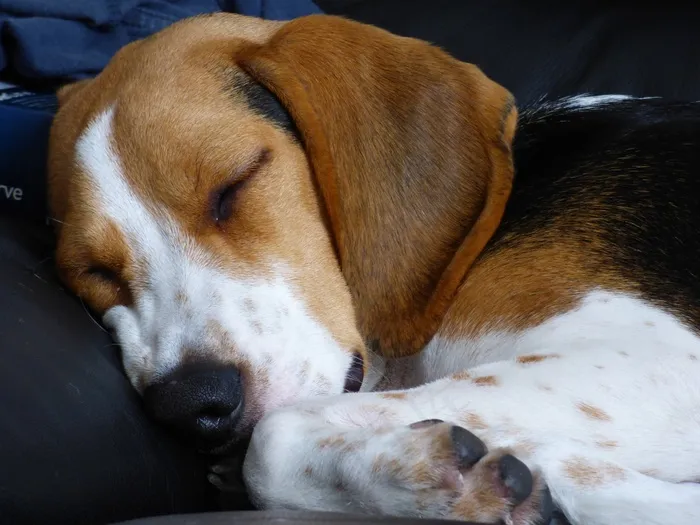 小猎犬，狗，睡眠，可爱，年轻，家养，猎犬