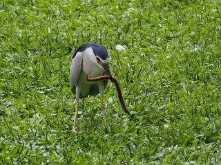 苍鹭，沼泽鳗鱼，猎食