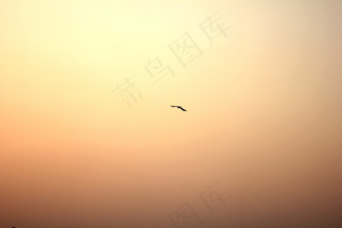 鸟，太阳，发光，天空，日落