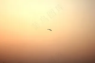鸟，太阳，发光，天空，日落