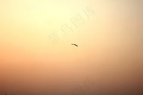 鸟,太阳,发光,天空,日落 鸟,太阳,发光,天空,日落