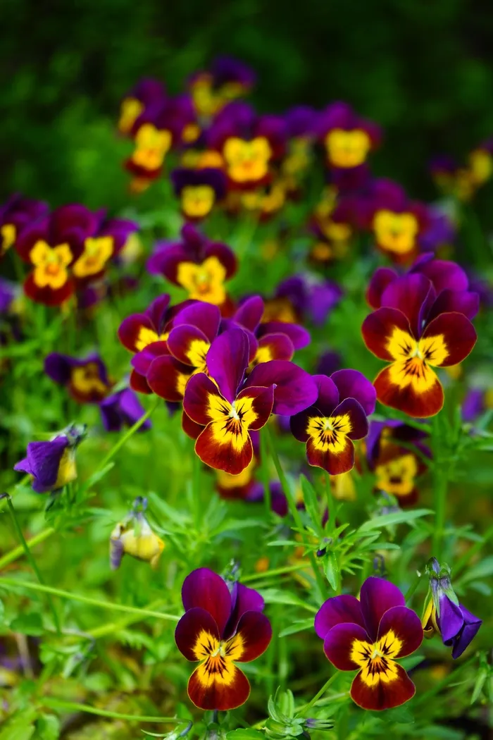 潘茜，花，开花，黄色，紫，中提琴
