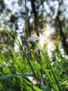 花,自然,绿色,美丽,植物群,夏天,新鲜 花,自然,绿色,美丽,植物群,夏天,新鲜
