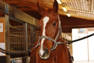 马，动物，骑马，Reiterhof，棕色，马St