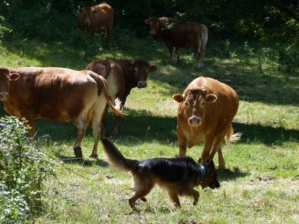 动物，奶牛，德国牧羊犬，会议，同情