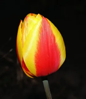 郁金香,开花,花,春天,植物,红色 郁金香,开花,花,春天,植物,红色