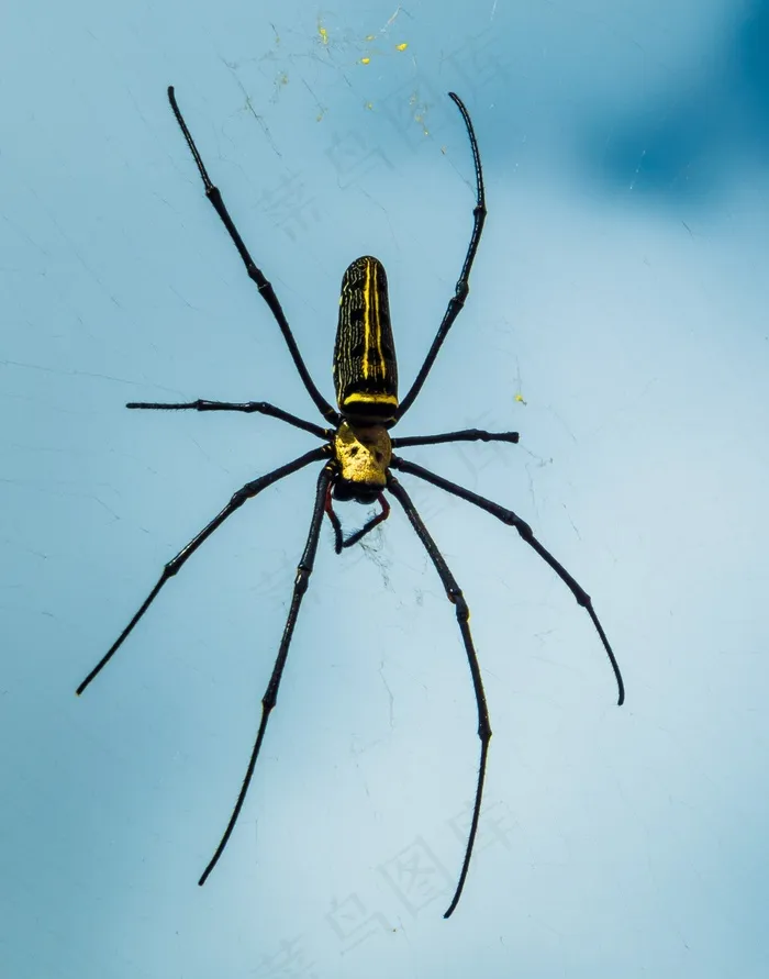 蜘蛛，网络，关闭