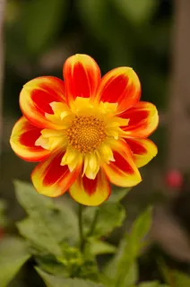 花,夏天,春天,园艺,花园,装饰 花,夏天,春天,园艺,花园,装饰