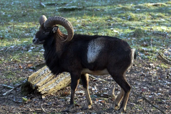 摩ri座，野生，动物