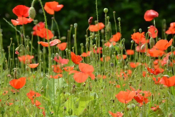 罂粟，鲜花，红色，开花，性质，字段