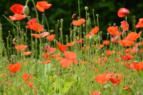 罂粟，鲜花，红色，开花，性质，字段