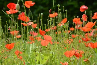 罂粟，鲜花，红色，开花，性质，字段