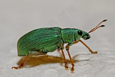 象鼻虫,宏观,节肢动物,昆虫学,昆虫,动物学 象鼻虫,宏观,节肢动物,昆虫学,昆虫,动物学