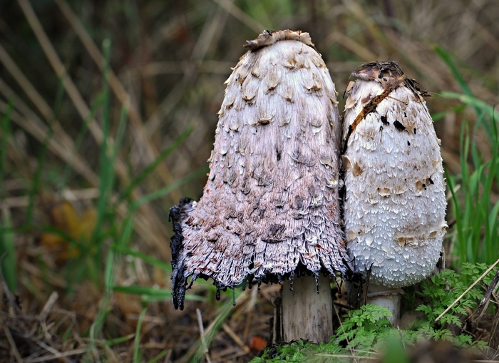 Schopf Comatus，蘑菇，Tintenpilz，Tintenschopfling