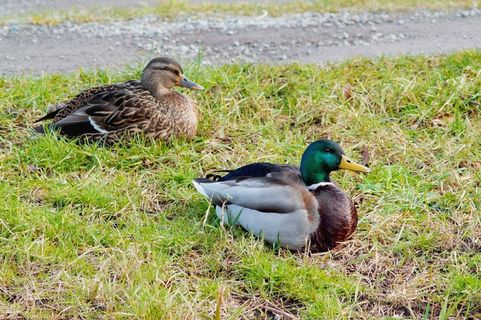 鸭，对，德雷克，团结，野鸟，全身羽毛