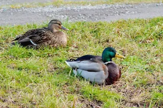 鸭，对，德雷克，团结，野鸟，全身羽毛