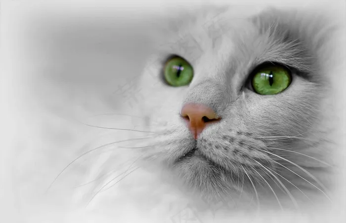 猫，动物，宠物，猫的脸，猫的眼睛，动物世界