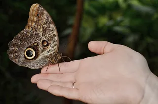 Calippo勃起，Morpho Peleides，分支，肢体