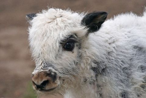 牛，牛肉，高地牛肉，蒙古，喜马拉雅山