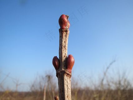 荚，琼花，芽，嫩枝，分支