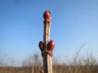 荚，琼花，芽，嫩枝，分支